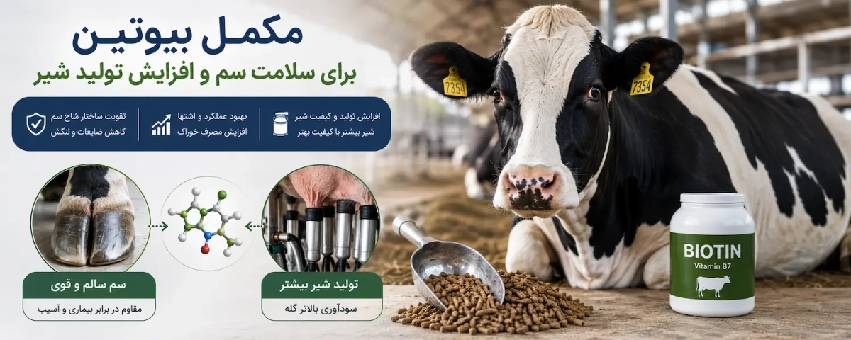 مکمل بیوتین برای سلامت سم گاو شیری و افزایش تولید شیر؛ واقعاً چقدر مؤثر است؟