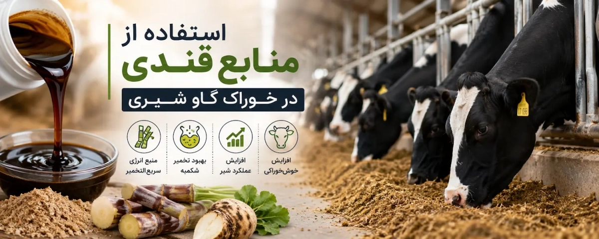 تاثیر منابع قندی در خوراک گاو شیری