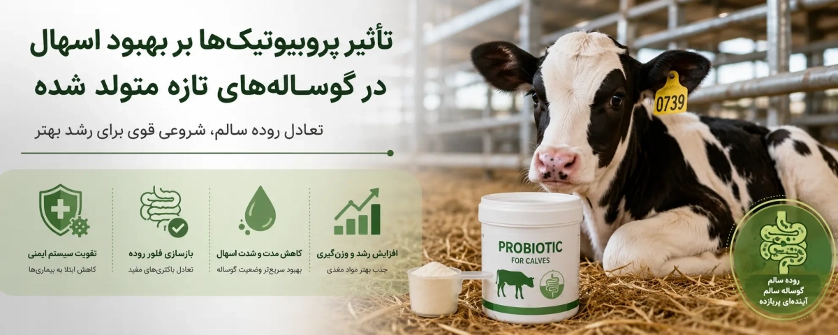 تأثیر پروبیوتیکها بر نرخ بهبود اسهال در گوسالههای تازه متولد شده
