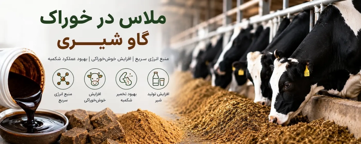 ملاس در خوراک گاو شیری؛ فواید، مقدار مصرف و تأثیر آن بر تولید شیر