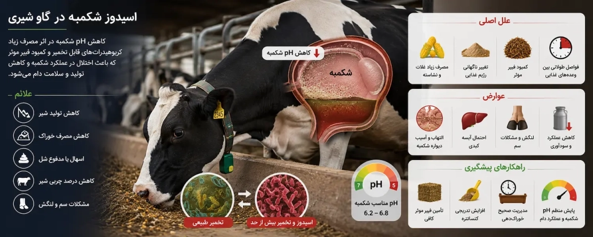 اسیدوز شکمبه در گاو شیری چیست؟ علائم، دلایل، عوارض و بهترین روشهای پیشگیری