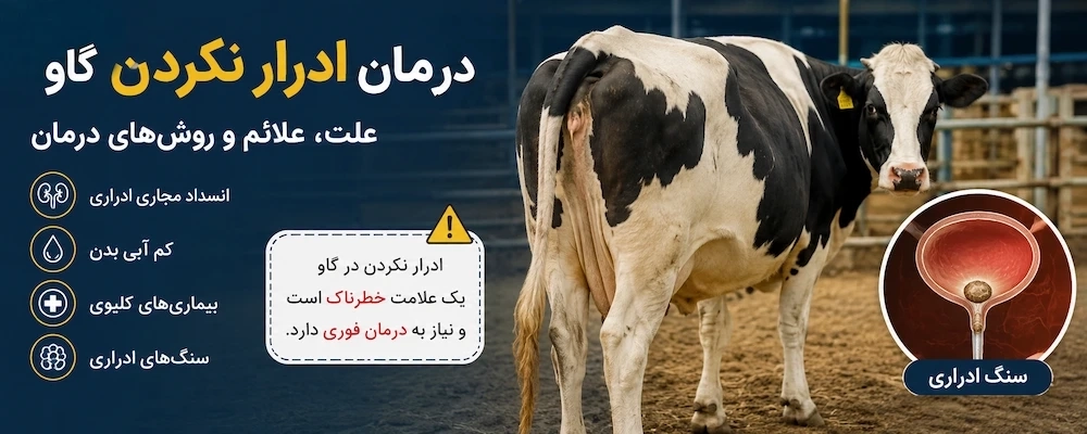 درمان ادرار نکردن گاو؛ علت، علائم، روشهای درمان و راههای پیشگیری