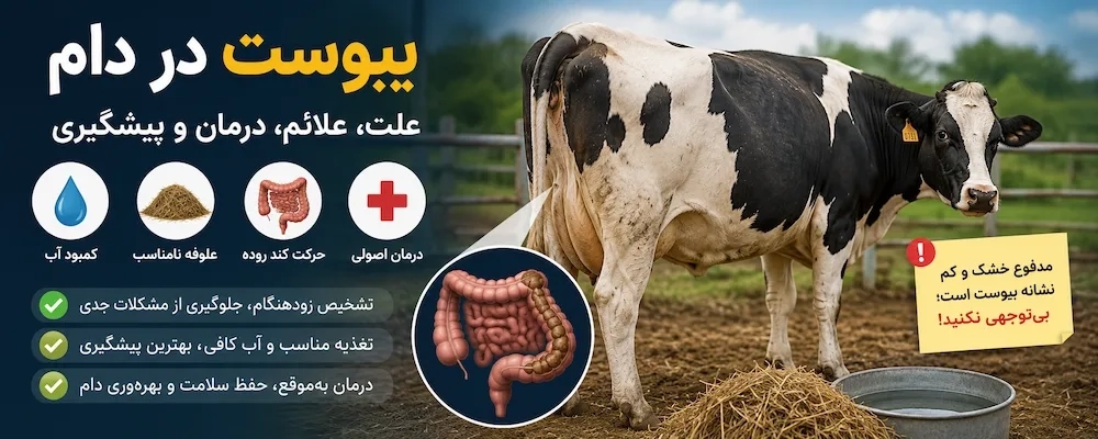 یبوست در دام؛ علت، علائم، روشهای درمان و راهکارهای پیشگیری