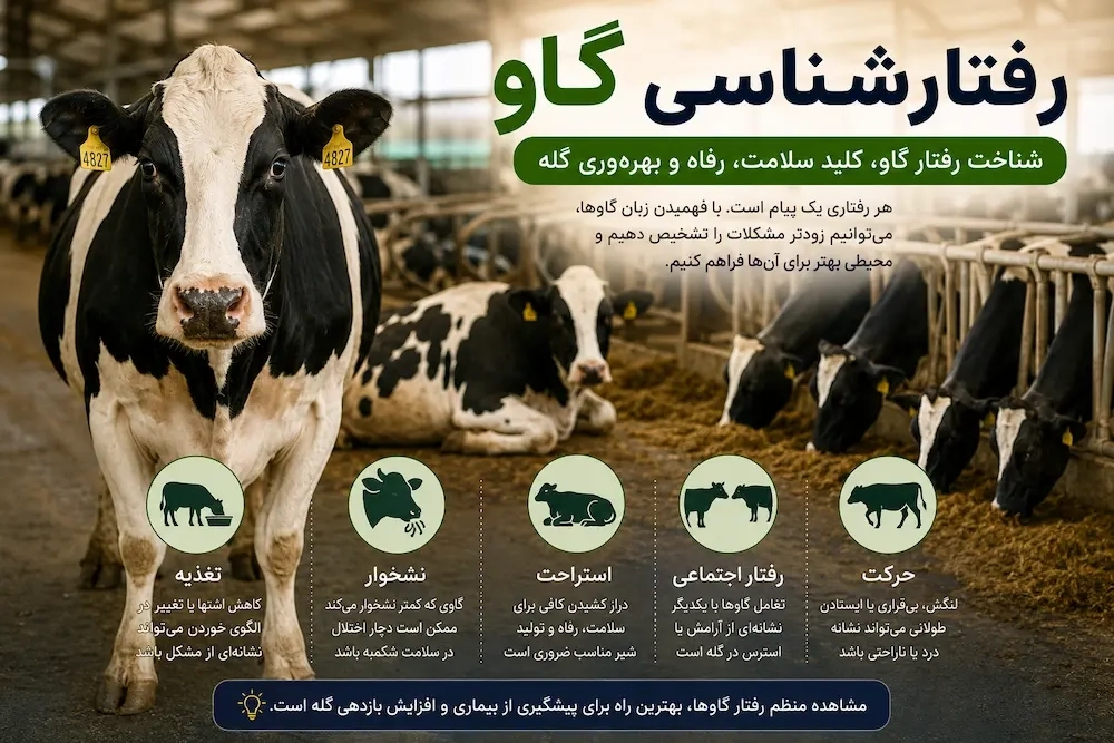 رفتارشناسی گاو؛ گاوها چه میگویند وقتی رفتارشان تغییر میکند؟