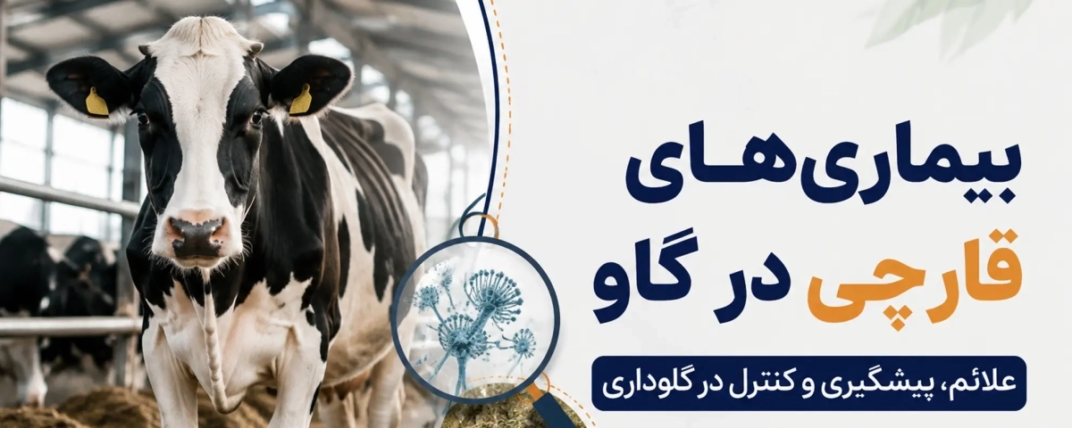 بیماریهای قارچی در گاو؛ علائم، انواع، دلایل بروز و بهترین روشهای پیشگیری و درمان