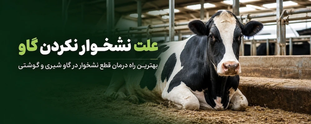 علت نشخوار نکردن گاو چیست؟ + بهترین راه درمان قطع نشخوار در گاو شیری و گوشتی