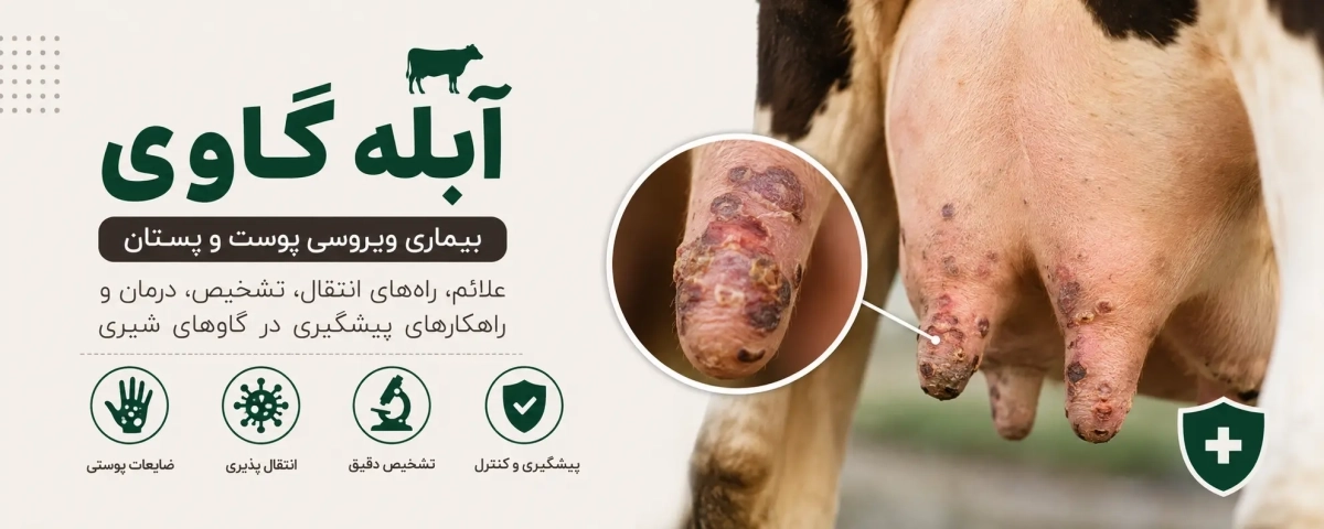 بیماری آبله گاوی چیست؟ علائم، راه انتقال، درمان و پیشگیری در گاو