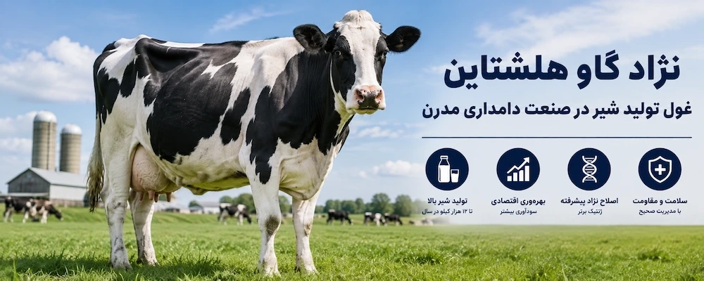 نژاد گاو هلشتاین؛ غول تولید شیر در صنعت دامداری مدرن